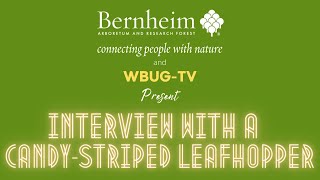 Interview with a Candy-Striped Leafhopper