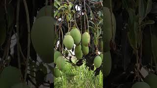 हापूस आंबा || Alphonso mango 🥭🥭