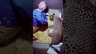 Leopard sleeping with Owner | #shorts