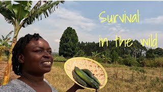 WHOLESOME LIVING IN AFRICAN VILLAGE//HARVERSTING VEGETABLES