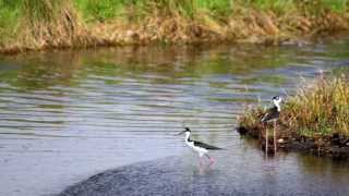 Florida Ornithology Trip