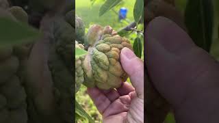 Harvesting my first atis “soursop” after Winter Time has gone #fruit #gardening #atis #soursop