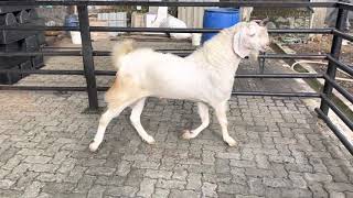 Sojat andul bakra at sanjari goat farm.