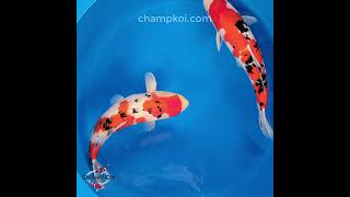 2024OCT-026 #ChampKoi #shorts