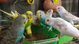 Akshi Mokshi Budgies | Colorfull Budgies | Budgies singing | Budgies Chirping | Budgies Food