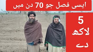 5 lac ( Five Lac Return in 70 days of crop) ایسی فصل جو  70 دن میں دے پانچ لاکھ دے