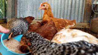 backyard chickens eating mealworms