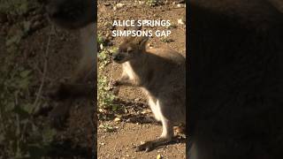 Spot Black-Footed Rock Wallabies at Simpsons Gap’s Towering Cliffs