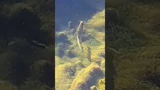 Lone Trout Just Asking To Be Caught And Held By Me! #shorts #subscribe #river #fish #browntrout