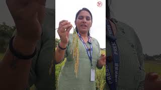 star gold plus paddy #agriculture #9581452156 #farming #paddy #ytshots #shots #chillicrop #vigneshtv