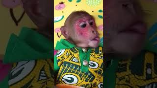 Bibi ate and drank while Mom took care of him #monkeybibi #shorts