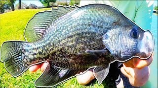 BIG CRAPPIE Live UNDER a FISHING DOCK! (New Species PB)