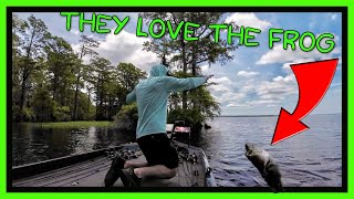 Post Spawn Frog Fishing | Chowan River N.C