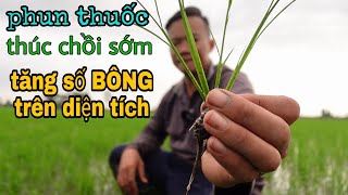 phun thuốc thúc chồi sớm tăng số BÔNG trên diện tích #101 l thanhdotv