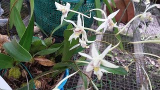 Epigeneium triflorum - dendrobium triflorum - species orchid of Indonesia