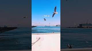 Put your headphones and enjoy the peace 🎧🕊️🎥 kholoud_996331