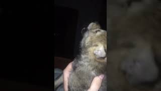 Обучаем волчонка выть. С волками жить, по-вольчи выть. Teaching a pup to howl.