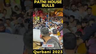 Patni House Qurbani | Cow Unloading | Bakra Eid 2023 #shorts #heavybulls #cowmandi