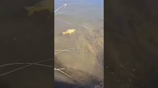 Catching Common Carp out of Drainage Ditch #shorts #subscribe #river #fish #commoncarp