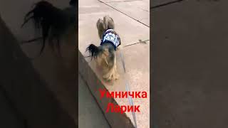 Умничка Ларик