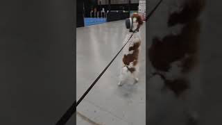 "He just natural walk like that" a reporter from PIX @superpetexpo #dog #funnydog