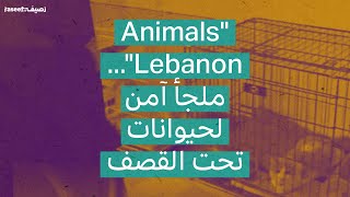 "Animals Lebanon"... ملجأ آمن لحيوانات تحت القصف