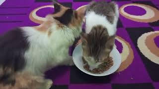 Kucing Makan Semangkuk Berdua!#kucing #kucinglucu #kucingkampung #catlovers