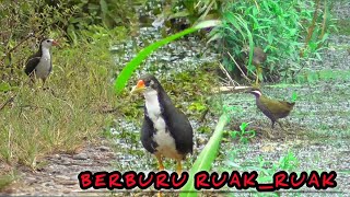 BERBURU RUAK-RUAK ‼️ DI SPOT PINGGIRAN SUNGAI