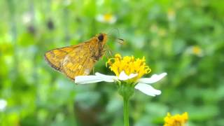 Skipper feeding on bidens flower