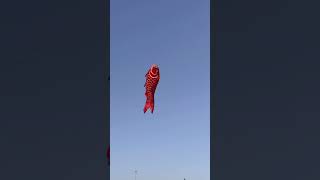 Giant Flying Fish 🐠🪁👍#kite #kiteflying #kitelover #funny #viral #shorts