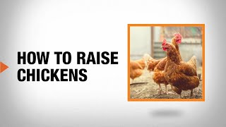 How to Raise Chickens | The Home Depot