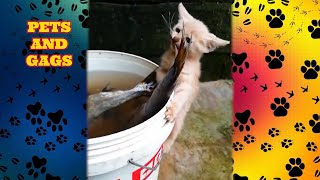 Cats catching fish😼 cool video 🤩