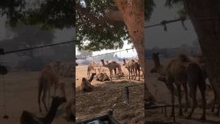 Camels🐫 #camel #animals #youtubeshorts #youtubevideos #ytshorts #short