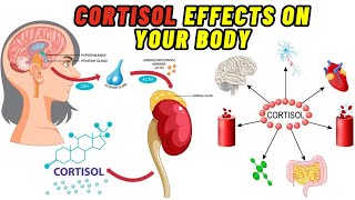 Cortisol Effects On The Body | Cortisol Functions | Function of Cortisol