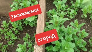 ✅Сажаем огород. Часть 1