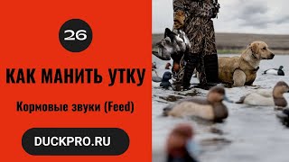 26. Обучающее видео от Elite Duck Calls. Кормовые звуки (Feed)  Русская озвучка.