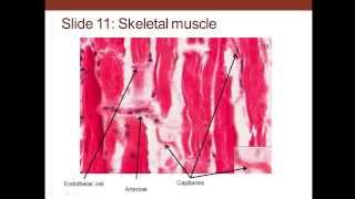 6. Medical School Histology. Cardiovascular System Part 1. (Vessels and Walls)