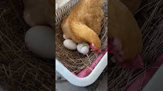 Chicken mom try to help her baby #youtubeshorts #chicken #chickendance #chickenlovers