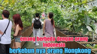 berkunjung ke kebun orang Hongkong ada buncis dan pisang vlog #tkwhongkong