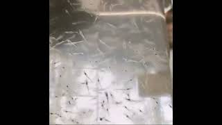 Aquaculture prawns farming jinga seed  1