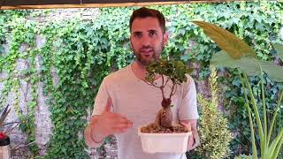 Ficus Ginseng (bonsái) trasplante y cuidados