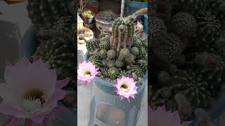 echinopsis oxygona flor rosa 💕💕💕