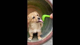 Funny Video The dog