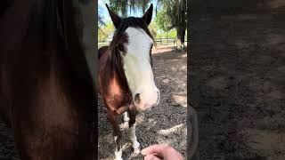 Trailer Loading Horses Naturally, part I