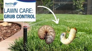 Lawn Care #3 - GRUB CONTROL | Royal City Nursery