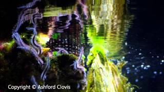 open air aquarium at hornimans water reflections