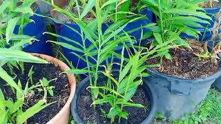 Container Gardening #Ginger#