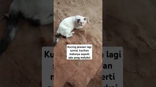 Dia jawab saat diajak bicara, sehat selalu mpus#cat #catlover #kucing #kucinglucu #kucingjalanan