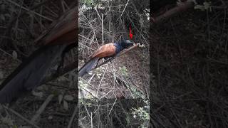 bird trap easy homemade | bird trap using wire snare that work 100% #shorts #youtubeshorts