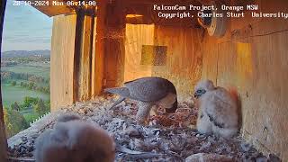 FalconCam Project 28.10.2024 06:06